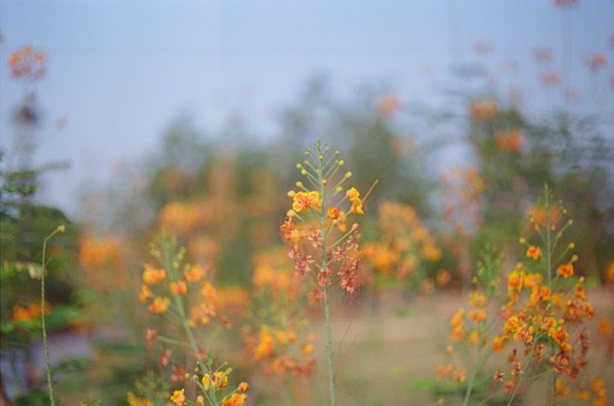 Yellow Flora